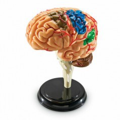 LER3335 Конструктор "Анатомия человека. Мозг" (31 элемент)