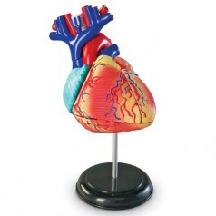 LER3334 Конструктор "Анатомия человека. Сердце" (29 элементов)